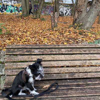 Hundetreffen-Welpen und kleinere Hunde Neukölln-Bild