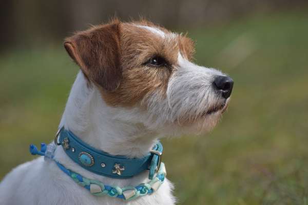 Wo sind die Jack und Parson Russell Terrier?-Beitrag-Bild