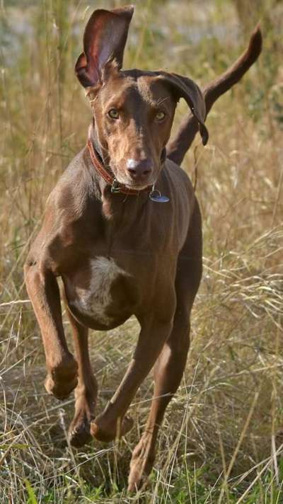 Die Dogorama Kalender Challenge Titelbild-Beitrag-Bild