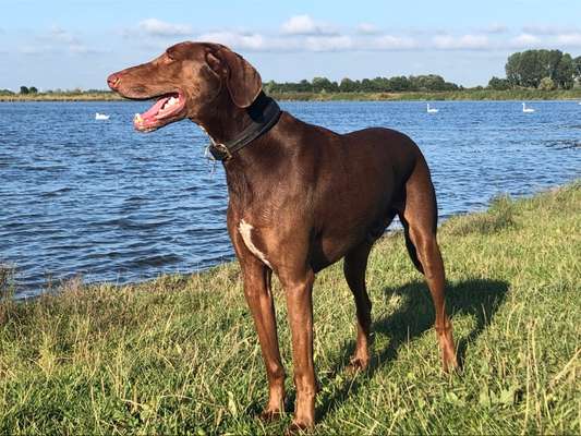 Mischlingshunde Foto Aufruf-Beitrag-Bild