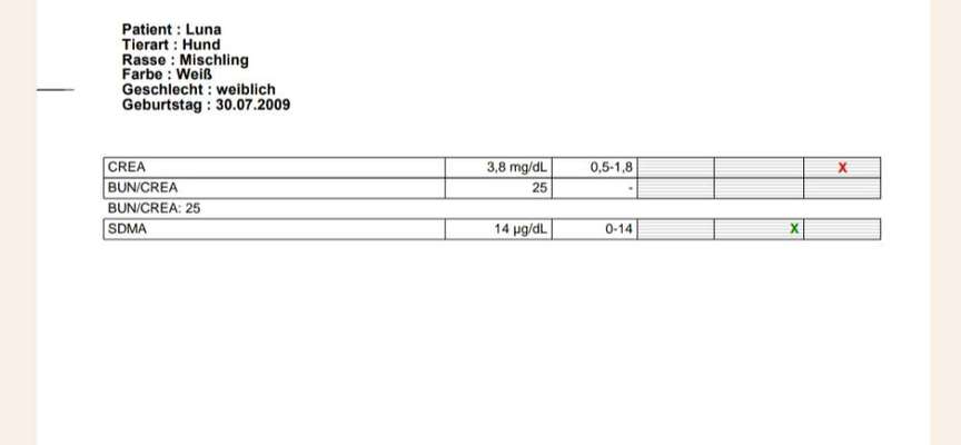 Chronische Niereninsuffizienz - wann geht es zu Ende?-Beitrag-Bild