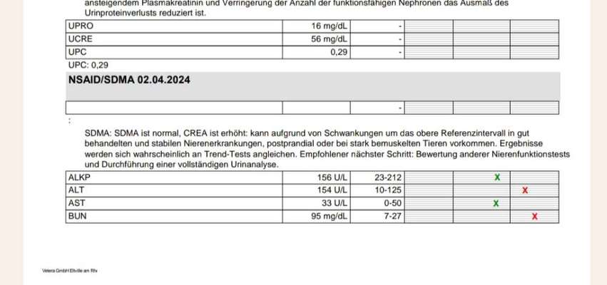 Chronische Niereninsuffizienz - wann geht es zu Ende?-Beitrag-Bild