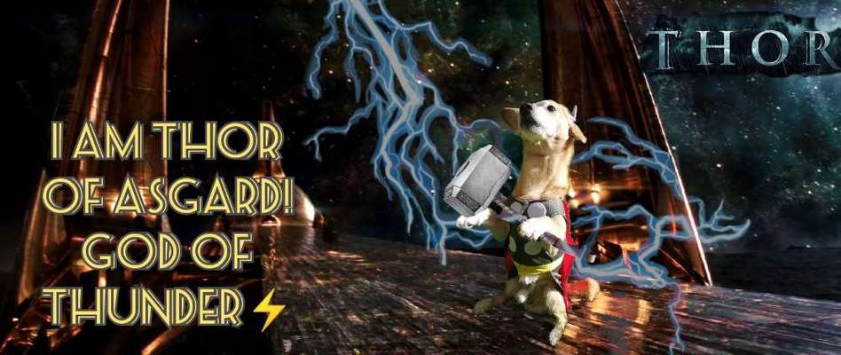 Mischlingshunde Foto Aufruf-Beitrag-Bild