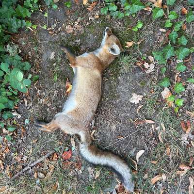 Giftköder-Toter Fuchs-Bild