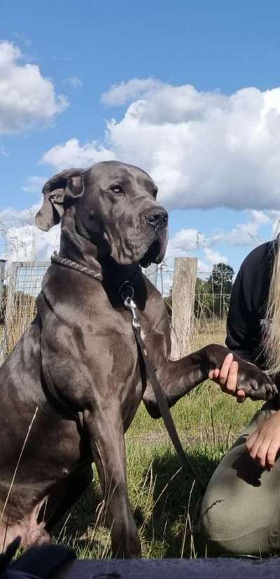 Vom Welpen zum Hund-Beitrag-Bild