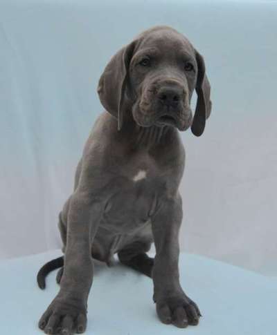 Vom Welpen zum Hund-Beitrag-Bild