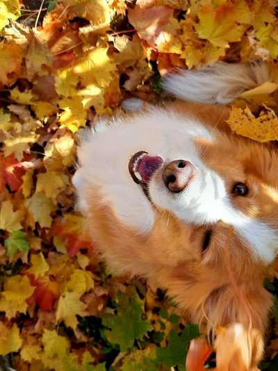 Dogorama Photo Challenge - Hundeblick zum hinschmelzen-Beitrag-Bild