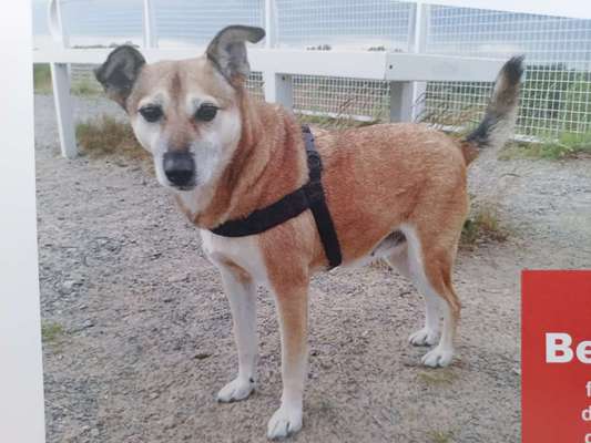 Suchmeldung-Frieda-Bild