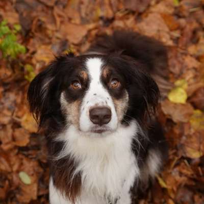 Hundetreffen-Souveräne Hundekontakte gesucht-Bild