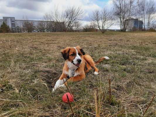 Hundetreffen-Welpentreff-Bild