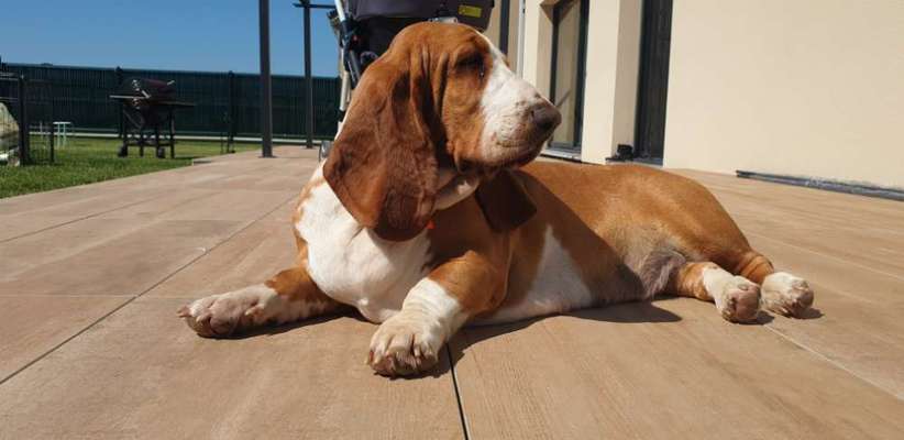 Basset Hound-Beitrag-Bild