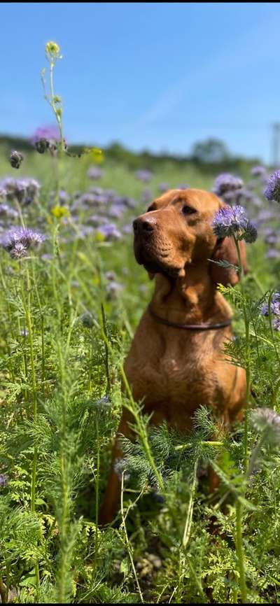 Die Dogorama Monats Challenge "Es grünt und blüht"-Beitrag-Bild