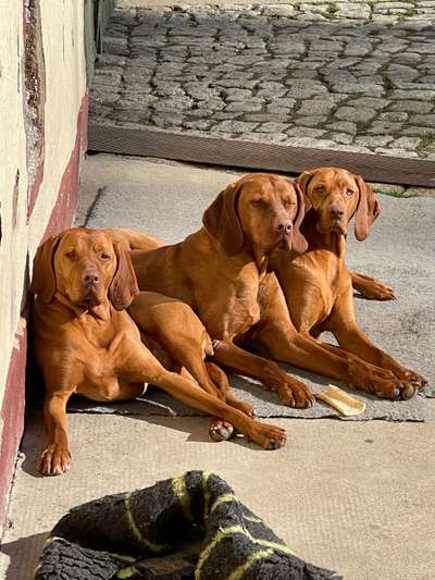 Magyar Vizsla UK-Beitrag-Bild