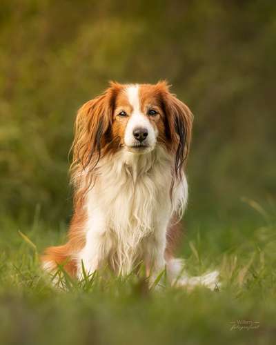 Kooikerhondje-Beitrag-Bild