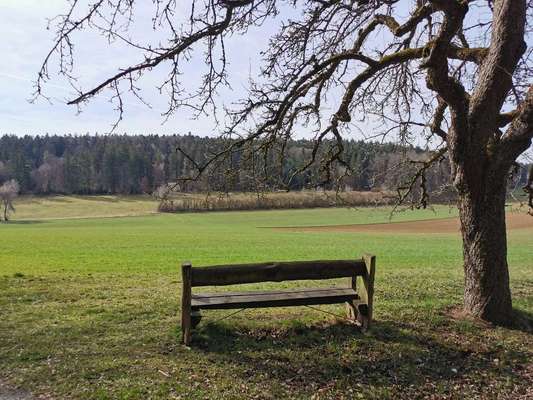 Hundetreffen-Gemeinsame Gassirunden-Bild