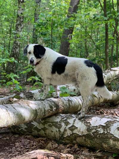 Herdenschutzhunde-Beitrag-Bild