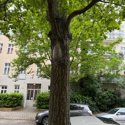 Giftköder-Eichenprozessionsspinner-Bild