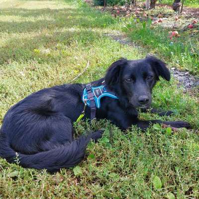 Hundetreffen-Gassirunde
