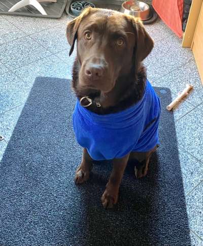 Die Dogorama Wochen Challenge: “Regenspaziergänge"-Beitrag-Bild