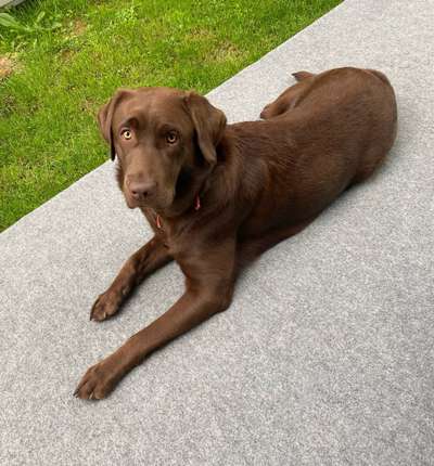 Die Dogorama Kalender Challenge 4/4-Beitrag-Bild