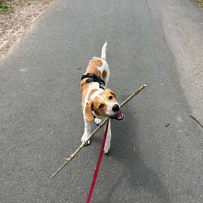 Hundetreffen-Gassi/ Trainingsrunden-Bild