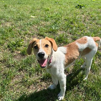 Hundetreffen-Spielrunde-Bild