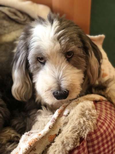 Fotochallenge Nr. 59 - Mein Hund zeigt die Zunge-Beitrag-Bild