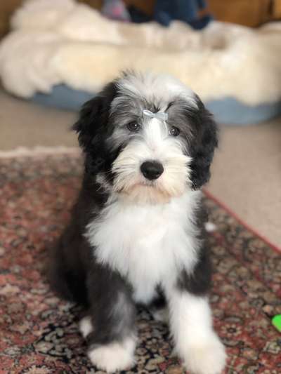 Welpen Bilder !-Beitrag-Bild