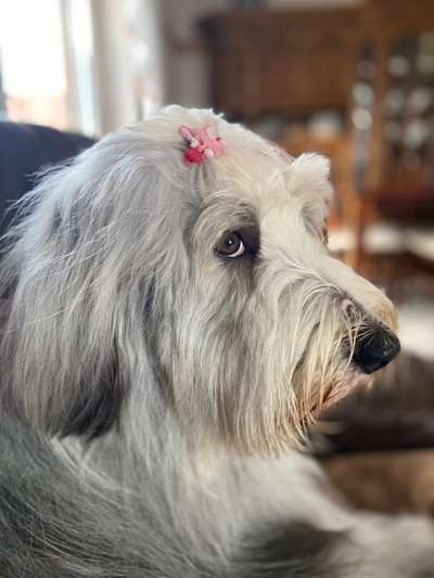 Die besten Hundeblicke 🐾❤️-Beitrag-Bild