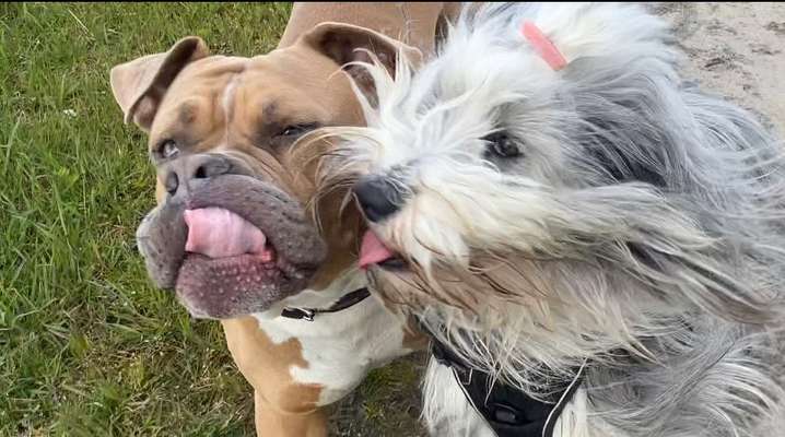 Fotochallenge Nr. 59 - Mein Hund zeigt die Zunge-Beitrag-Bild