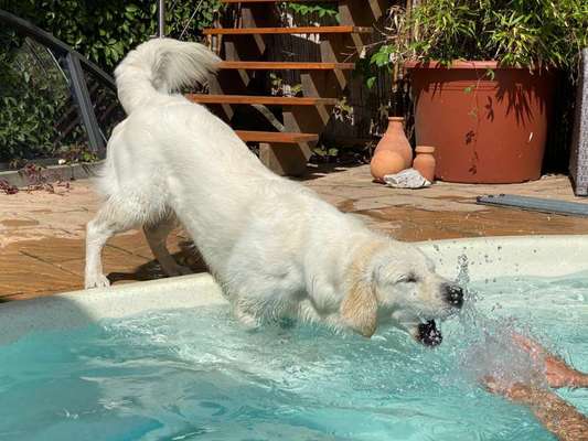 Dogorama-Monats-Challenge-Mai "Wasser"-Beitrag-Bild