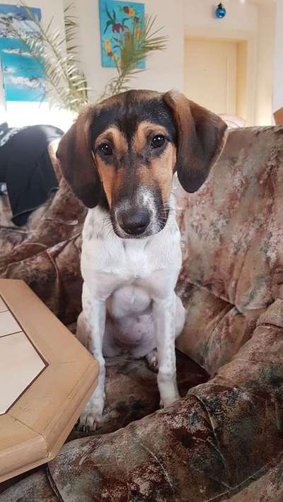 Welpen Bilder !-Beitrag-Bild