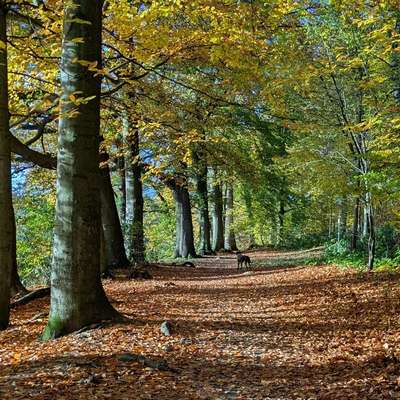 Hundetreffen-🐕🏃‍♀️ Gemeinsam joggen mit Hund-Bild