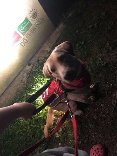 Assistenzhund-Beitrag-Bild