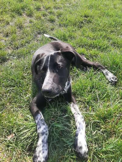 Hundetreffen-Spielerunde und toben Wertheim/Dertingen-Bild