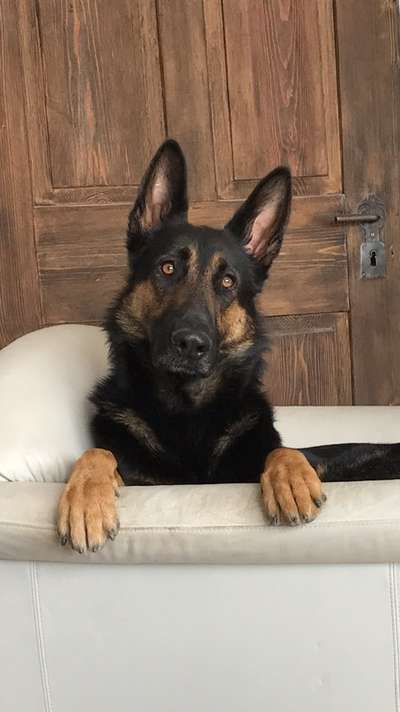 Die Dogorama Kalender Challenge Titelbild-Beitrag-Bild