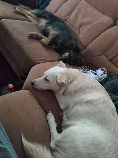 Auslandstierschutz-Beitrag-Bild