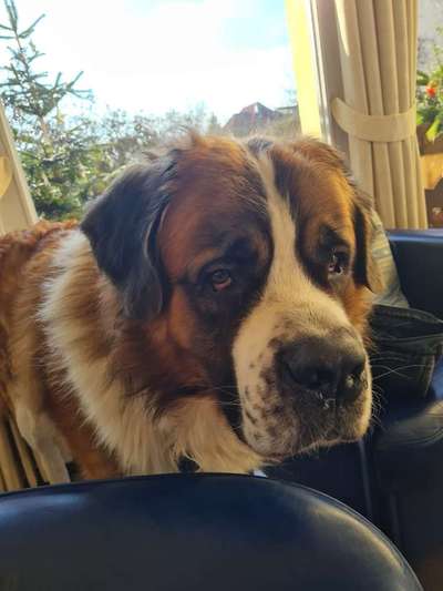 Zeigt her eure Kolosse!-Beitrag-Bild