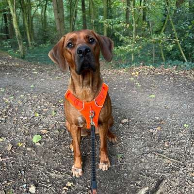Hundetreffen-Gassirunde & Spieltreff-Bild