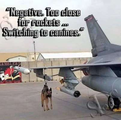 Hunde Memes-Beitrag-Bild