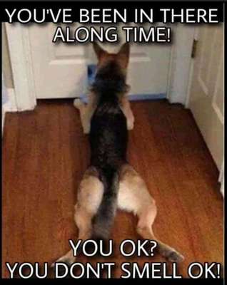 Hunde Memes-Beitrag-Bild