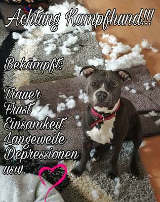 Hunde Memes-Beitrag-Bild