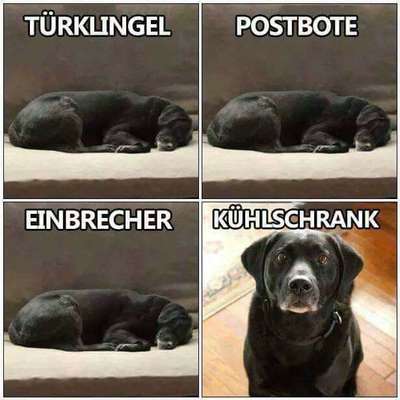 Hunde Memes-Beitrag-Bild