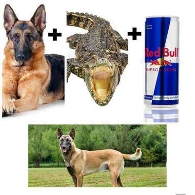 Hunde Memes-Beitrag-Bild