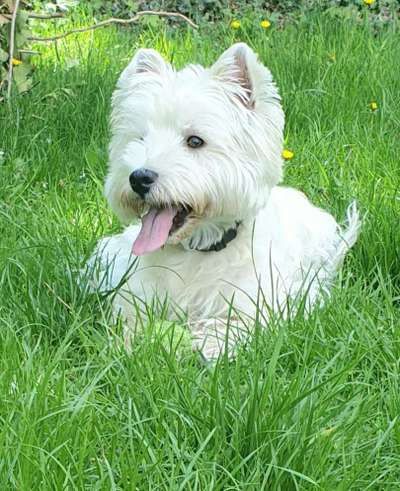 Die Dogorama Kalender Challenge Titelbild-Beitrag-Bild