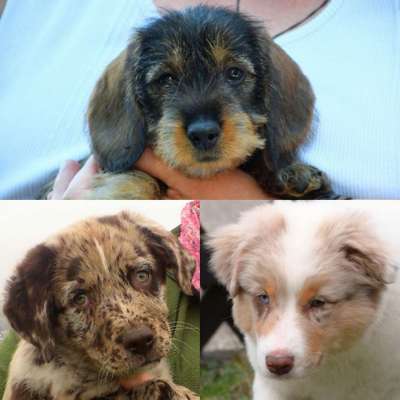 Welpen Bilder !-Beitrag-Bild