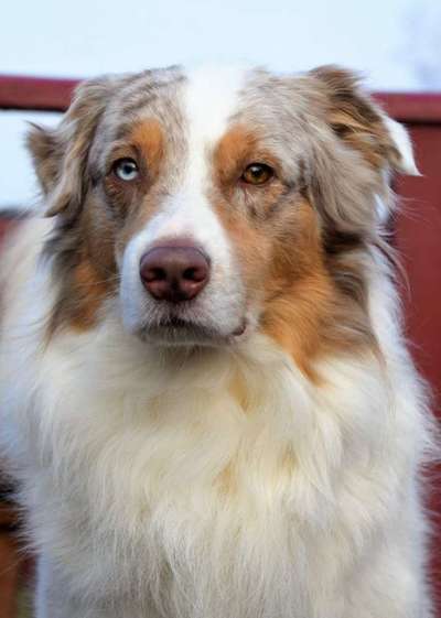 Unterschiede in der Fütterung im Sommer und im Winter.-Beitrag-Bild