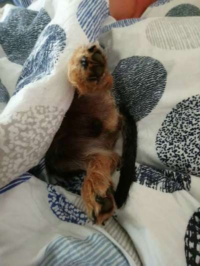 Chihuahua mit im Bett schlafen lassen?-Beitrag-Bild