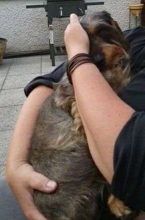 Seelenhunde-Beitrag-Bild