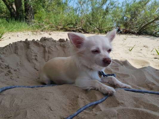 Hundetreffen-Kleine Hundefreunde gesucht-Bild